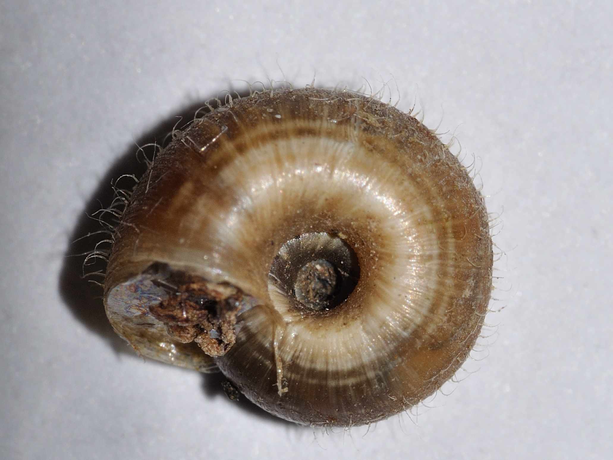 Gasteropode da identificare